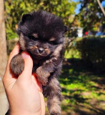 Pomeranians boo - Vienna Dogs, Puppies