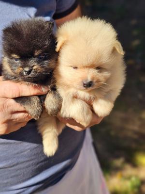 Pomeranians boo - Vienna Dogs, Puppies