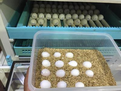 Fertile African Grey Parrot Eggs For Sale