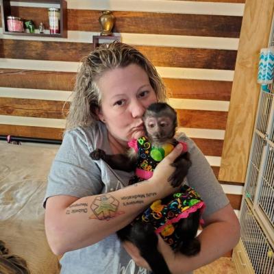 Capuchin Monkey For Sale