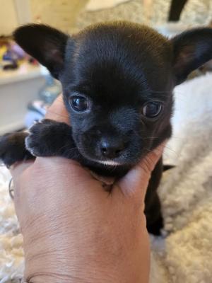 Chihuahua puppies - Vienna Dogs, Puppies