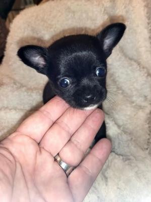 Chihuahua puppies - Vienna Dogs, Puppies