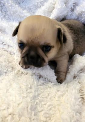 Chihuahua puppies - Vienna Dogs, Puppies