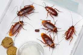 Effective Cockroach Control Services - Other Other