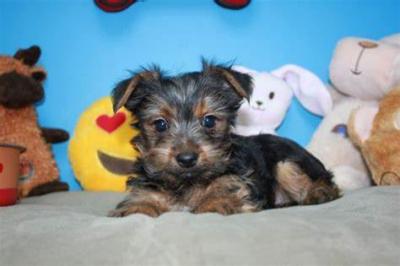 yorkie  - Seattle Other