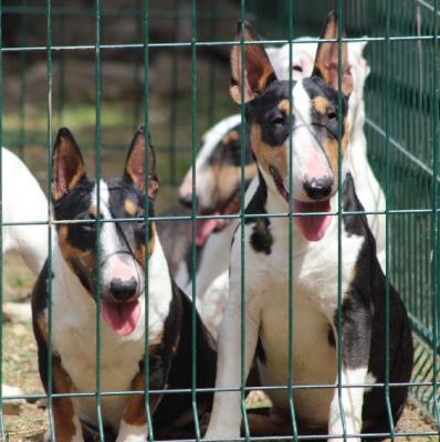 Mini bull terriers - Vienna Dogs, Puppies