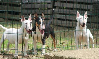 Mini bull terriers - Vienna Dogs, Puppies