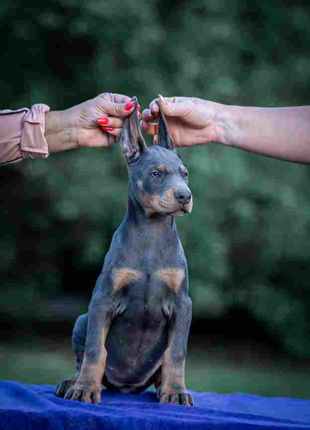 Doberman puppies - Vienna Dogs, Puppies