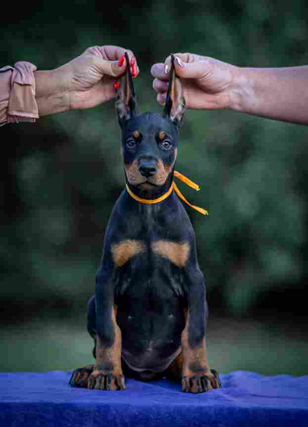 Doberman puppies - Vienna Dogs, Puppies