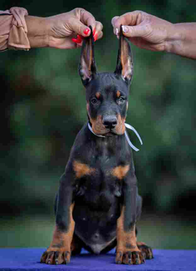 Doberman puppies - Vienna Dogs, Puppies