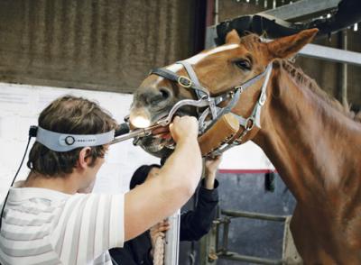 Equine Dental Light