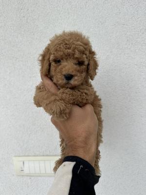 Miniature and toy poodles - Vienna Dogs, Puppies