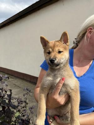 Shiba inu puppies - Vienna Dogs, Puppies