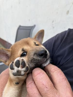 Shiba inu puppies - Vienna Dogs, Puppies