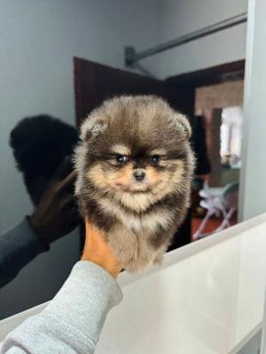 Pomeranians Welpen - Vienna Dogs, Puppies