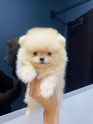 Pomeranians Welpen - Vienna Dogs, Puppies