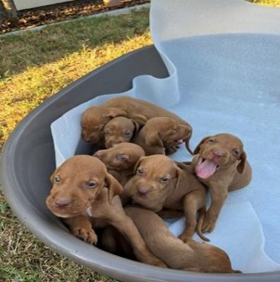 Hungarian vizle puppies - Vienna Dogs, Puppies