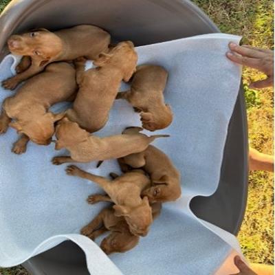 Hungarian vizle puppies - Vienna Dogs, Puppies