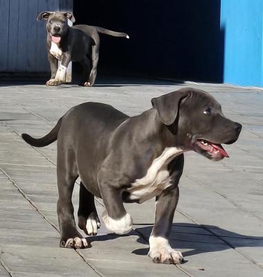 American bully xl   - Vienna Dogs, Puppies