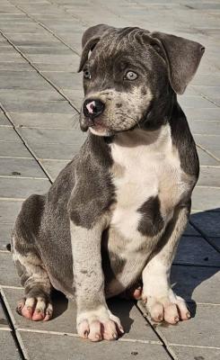 American bully xl   - Vienna Dogs, Puppies