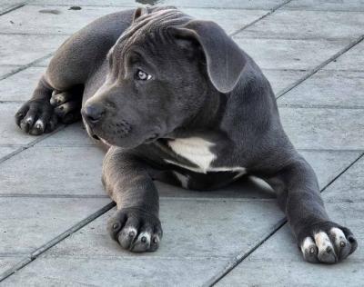 American bully xl   - Vienna Dogs, Puppies