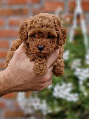 Premium Toy poodles - Vienna Dogs, Puppies