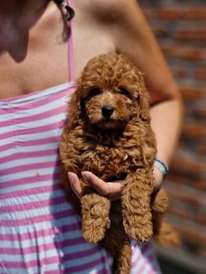 Premium Toy poodles - Vienna Dogs, Puppies