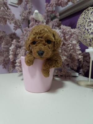 Premium Toy poodles - Vienna Dogs, Puppies