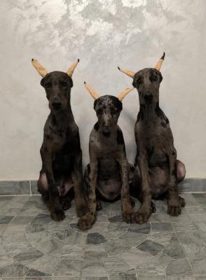 Doberman - Vienna Dogs, Puppies