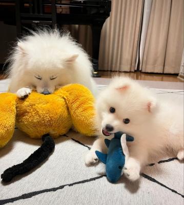  Japanese Spitz puppies - Kuwait Region Dogs, Puppies