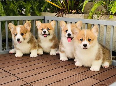 Welsh Corgi Puppies for sale 