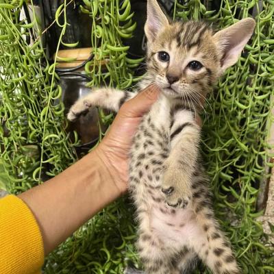  savannah kittens for re-homing