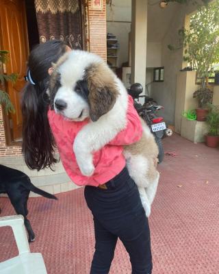   Saint Bernard Puppies for Sale