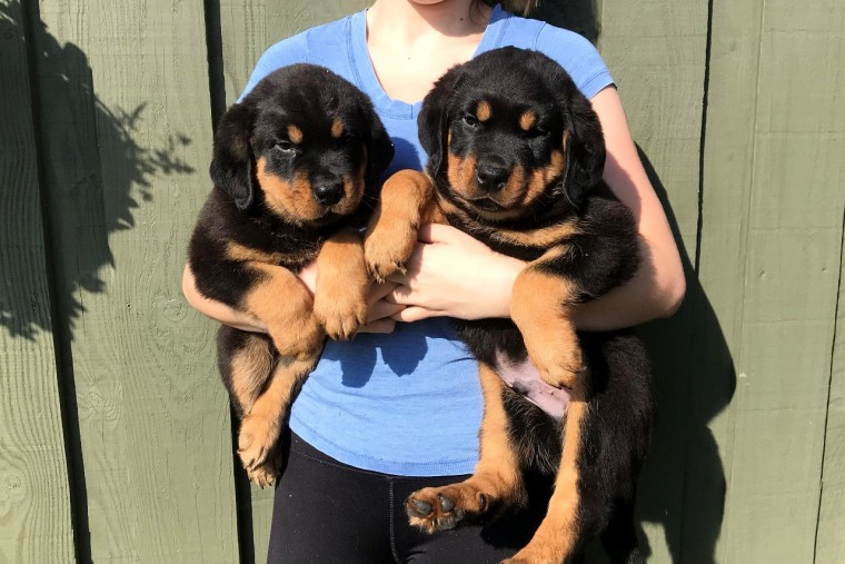   Rottweiler Puppies Available for sale 