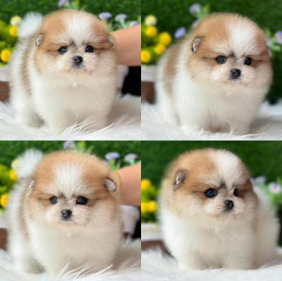   Teacup Pomeranian Puppies for sale 