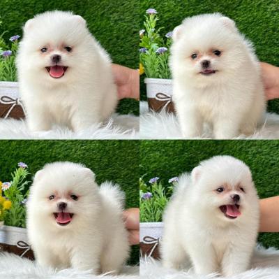   Teacup Pomeranian Puppies for sale 