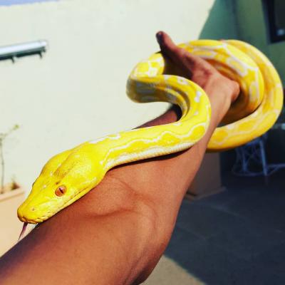  Albino Python ball snakes for sale.