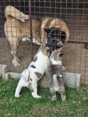  Akita Puppies Available Now For Sale 