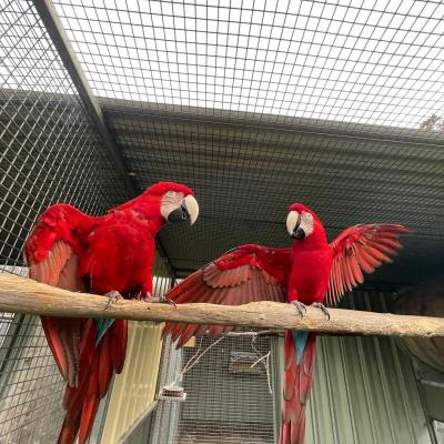  Scarlet Macaw Parrots for sale 