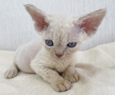  Devon Rex Kittens - Kuwait Region Cats, Kittens