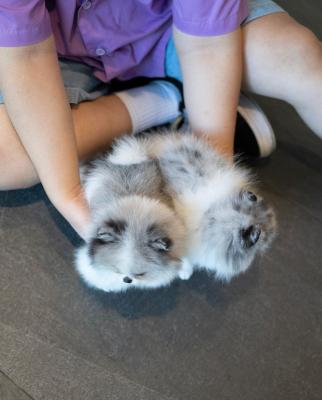  Pomsky Puppies Available