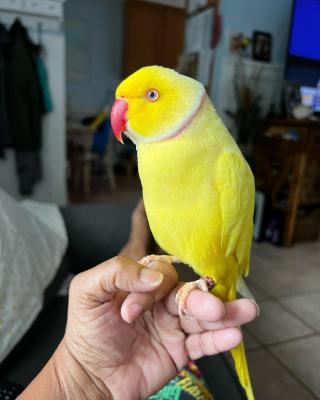  Hand Fed Indian Ringneck Parakeets Available 