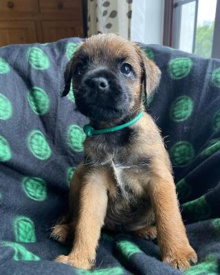   Male And Female Border terrier Available