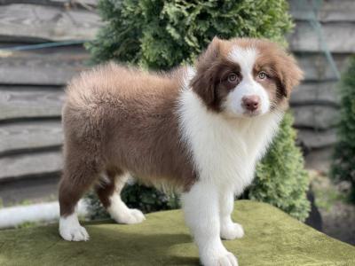  Australian shepherd puppies - Kuwait Region Dogs, Puppies