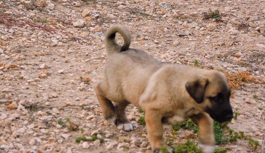  Kangal Dogs and Puppies for sale