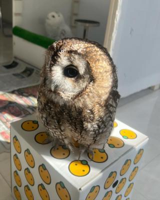  Male and Female Eagle Owls available for sale 