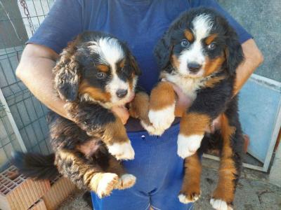  Bernese Mountain Dog Puppies - Kuwait Region Dogs, Puppies