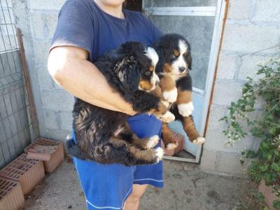  Bernese Mountain Dog Puppies - Kuwait Region Dogs, Puppies