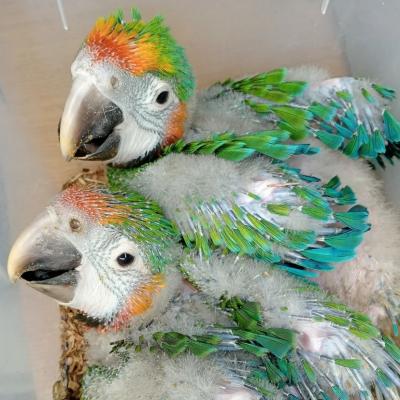  Pair Of Catalina Rainbow macaw Parrots For Sale