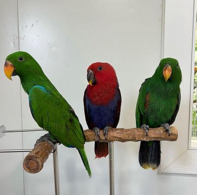   Eclectus Parrots For Sale